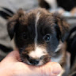 Meet your Posher, Donald